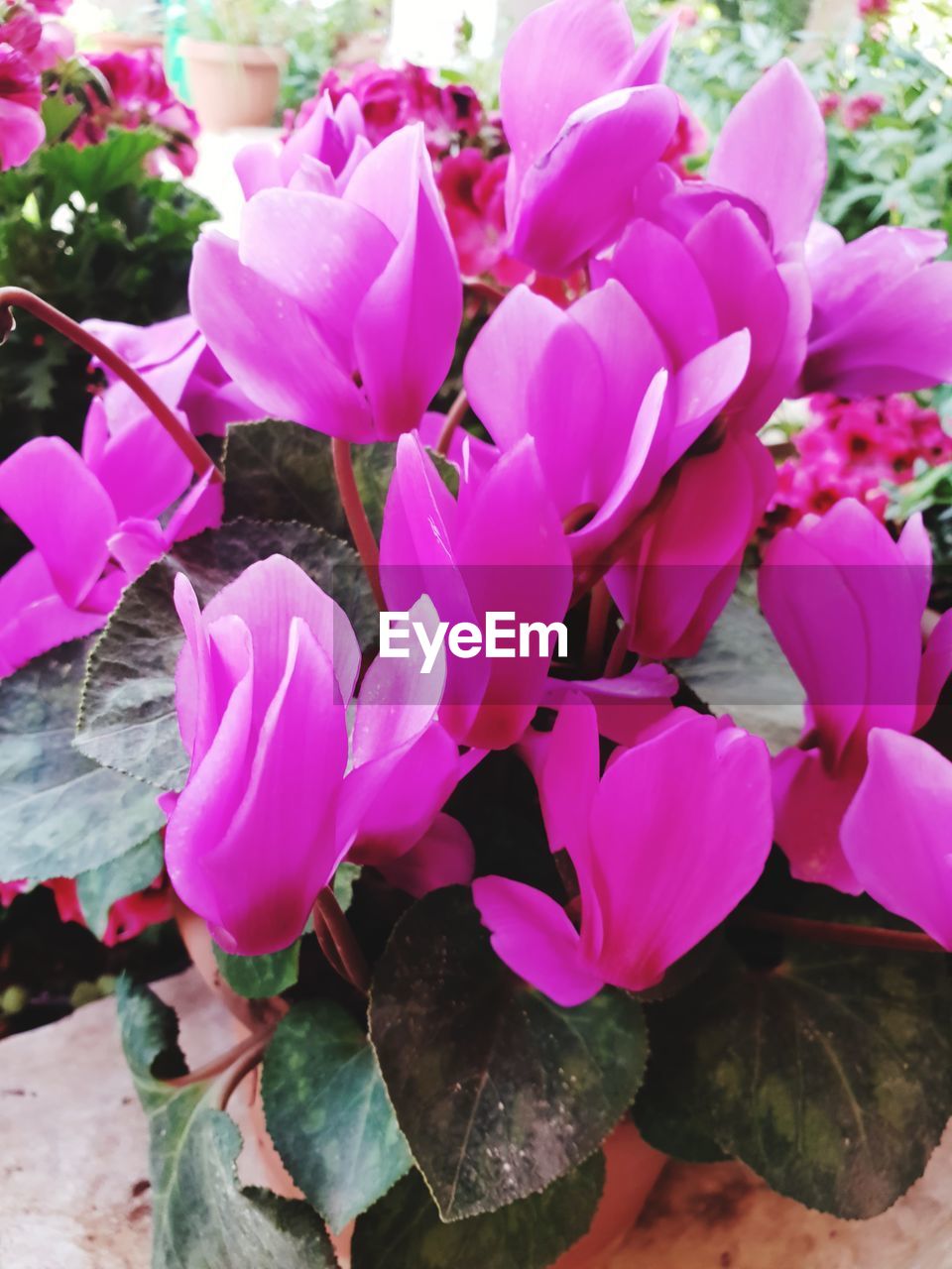 CLOSE-UP OF PINK PURPLE FLOWERS