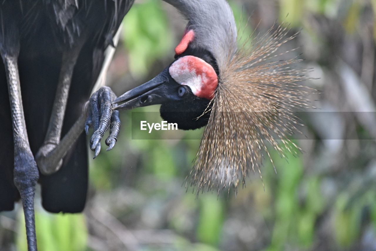 CLOSE-UP OF BLACK BIRD