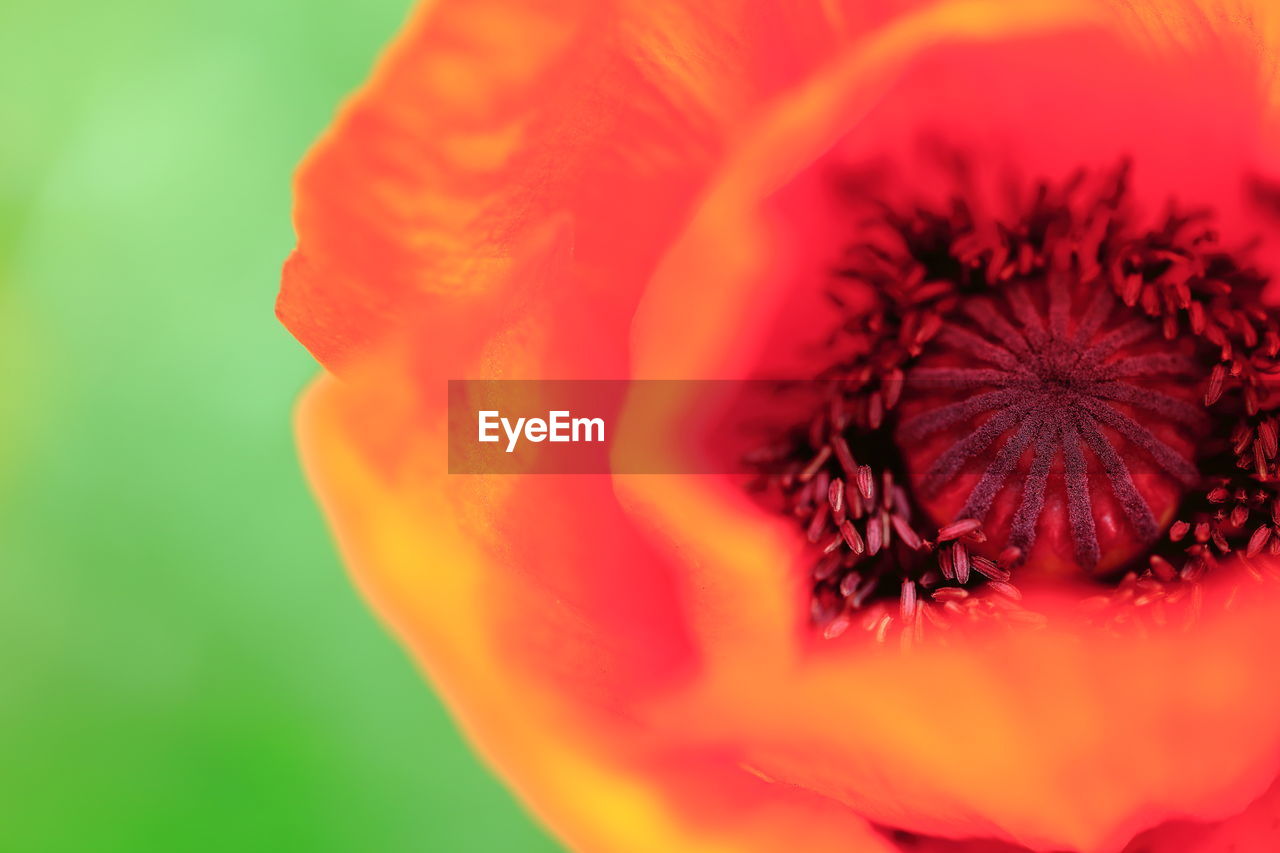 CLOSE-UP OF ORANGE POPPY