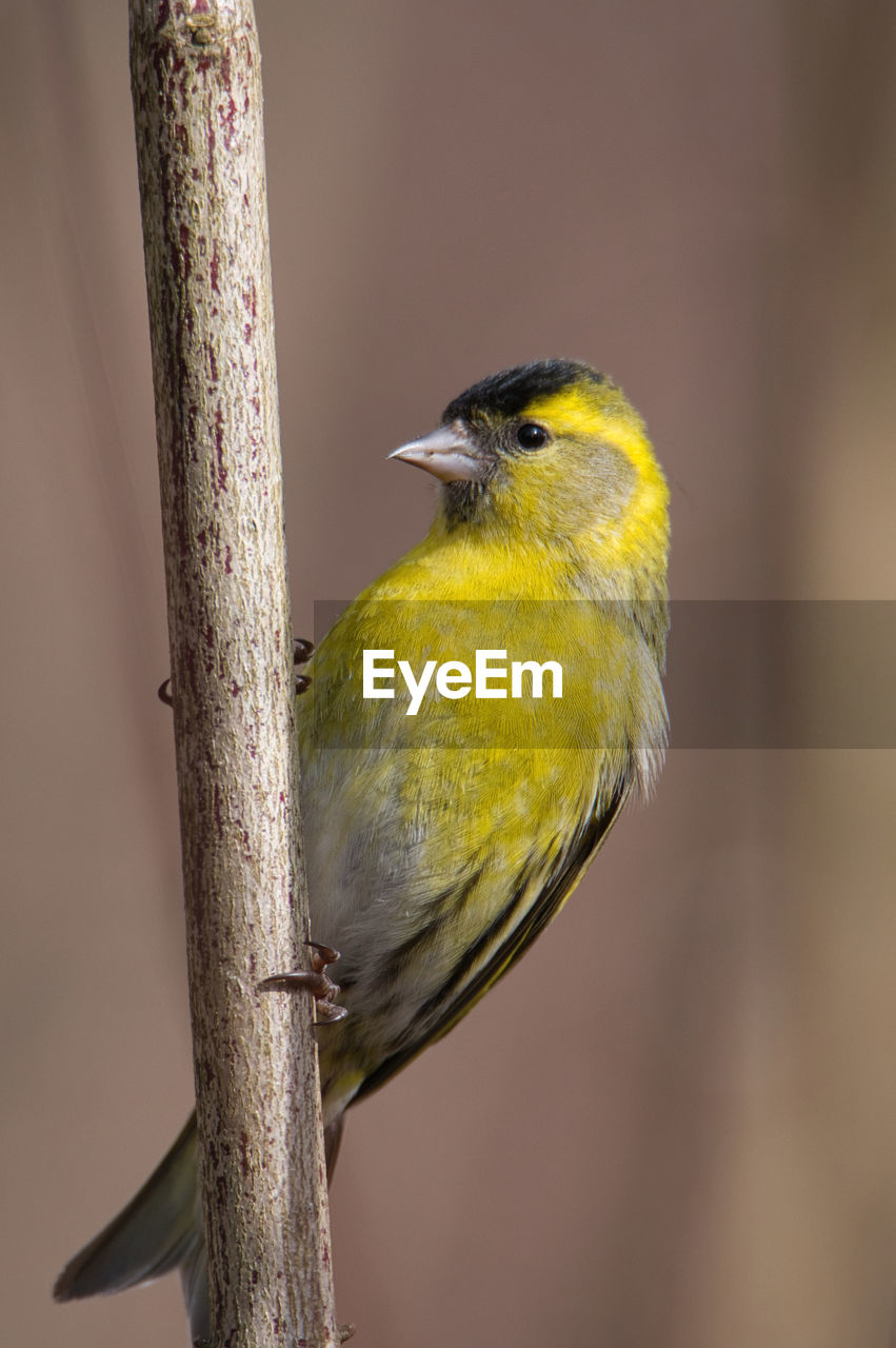 Close-up of bird perching on branch