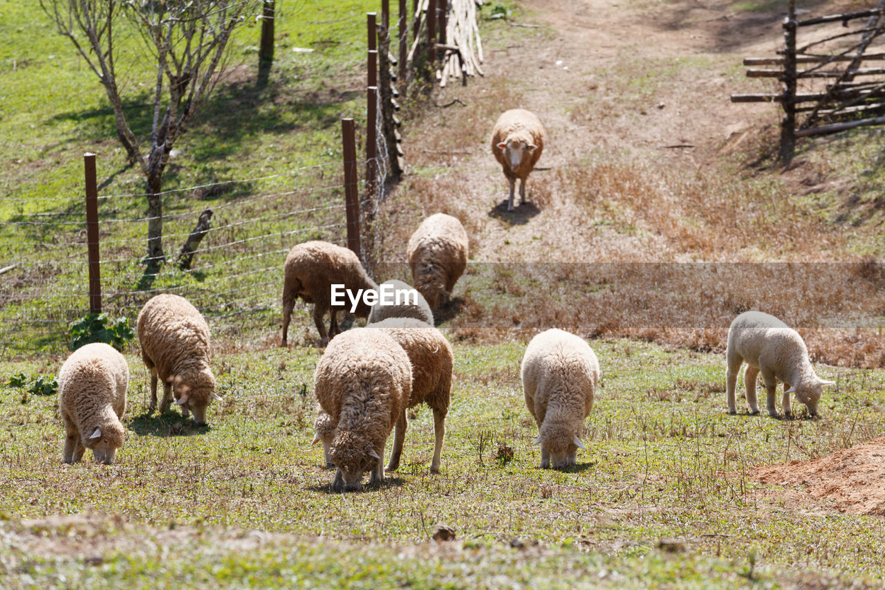 Sheep grazing in a field