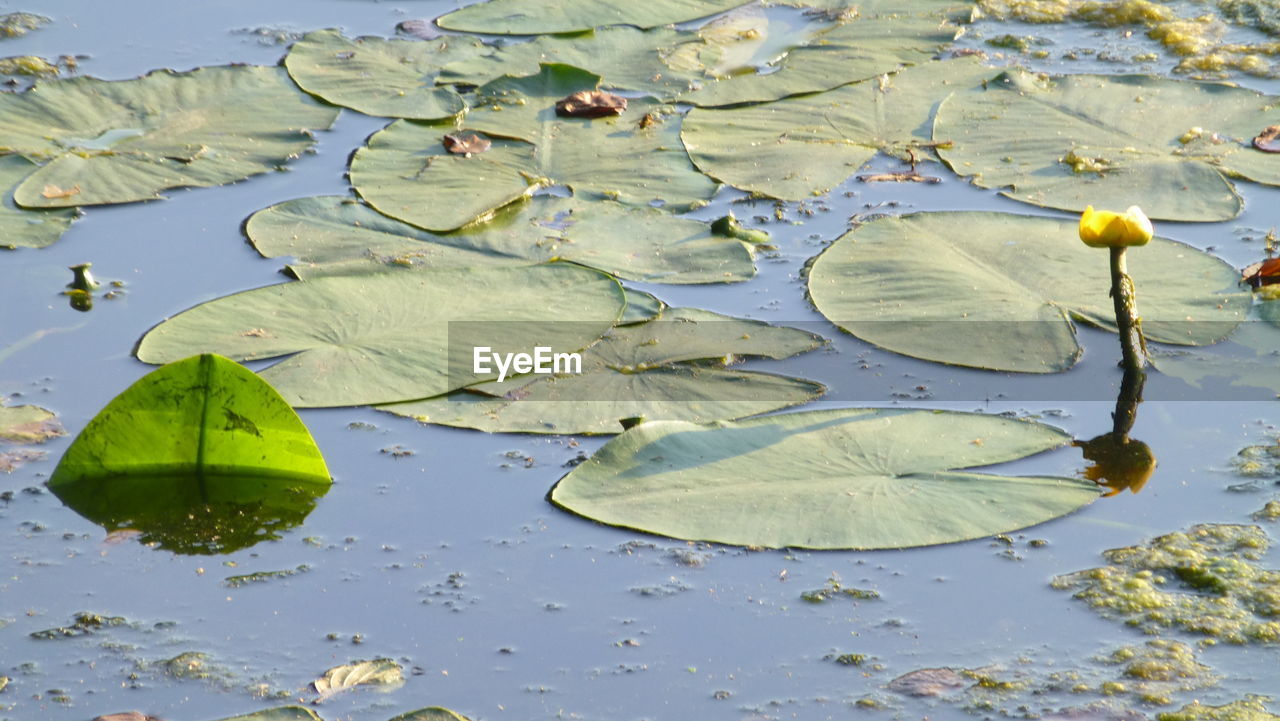 HIGH ANGLE VIEW OF LEAVES FLOATING ON WATER