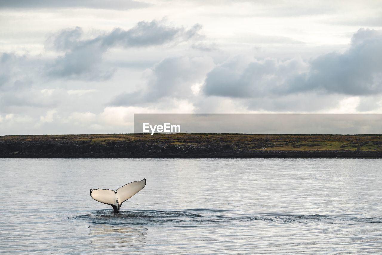 Whale fin on sea against sky