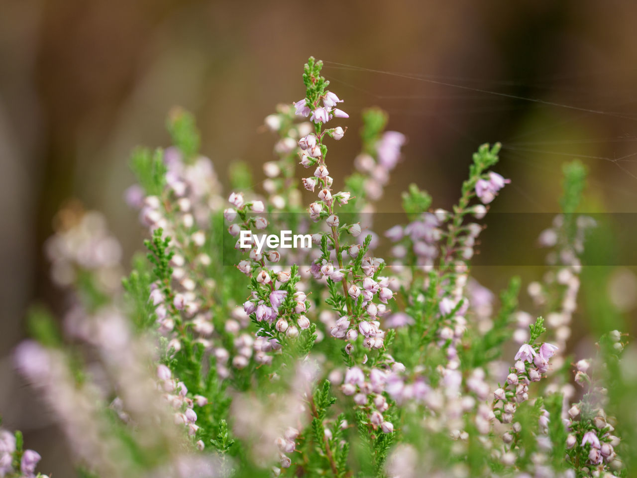 Close-up of purple flowering plants on field