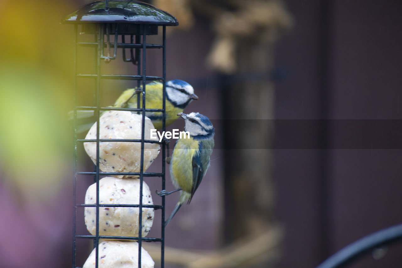 CLOSE-UP OF A BIRD PERCHING ON A FEEDER