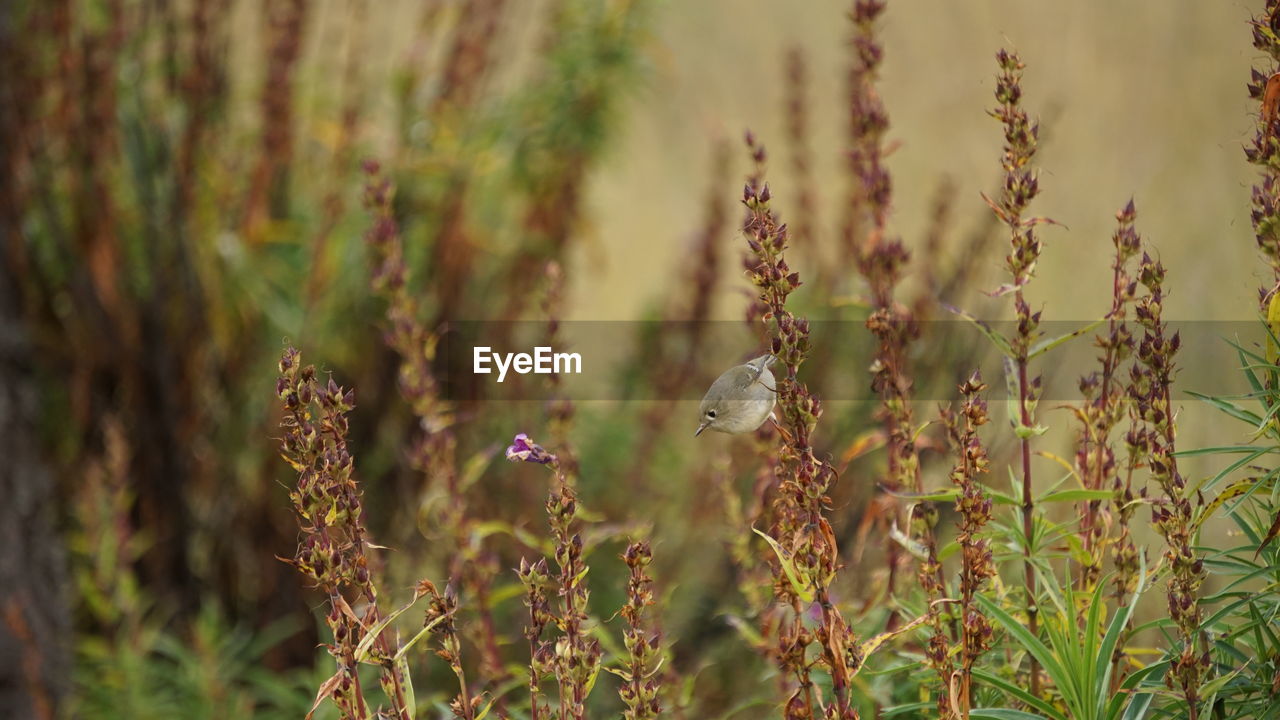 Close-up of plants growing on field