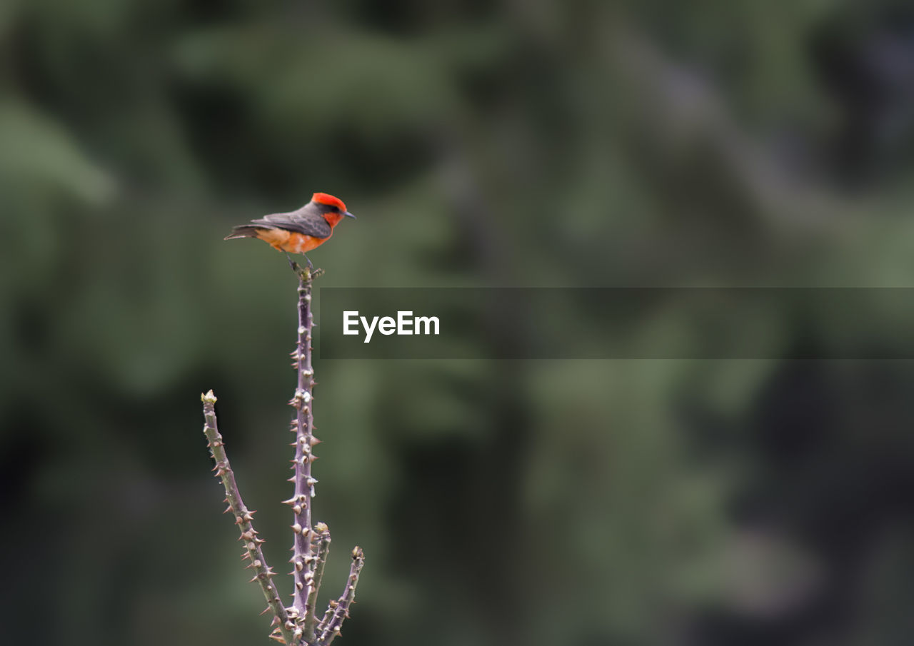 Close-up of bird perching on flower