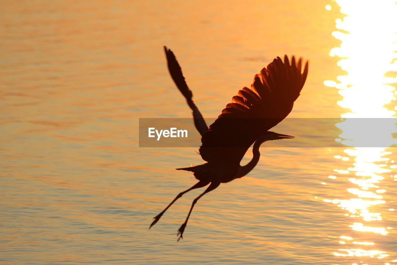 Silhouette crane flying over ottawa river