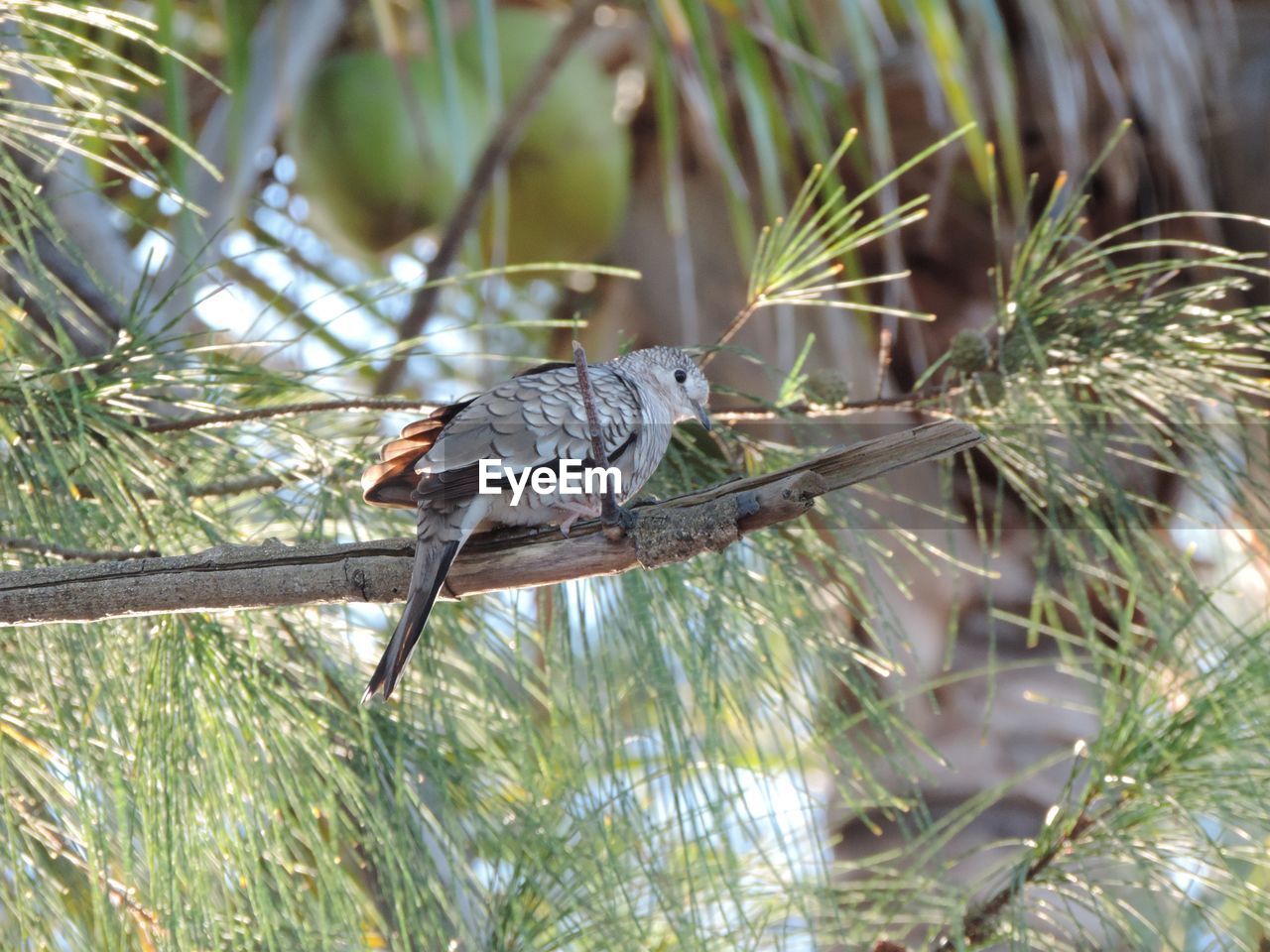 Low angle view of bird perching on branch