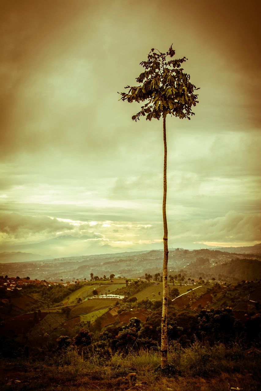 Tall plant on field against cloudy sky