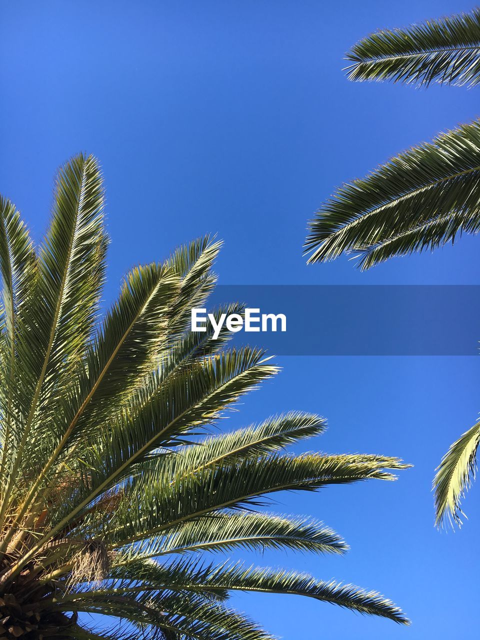 Low angle view of tree against clear blue sky