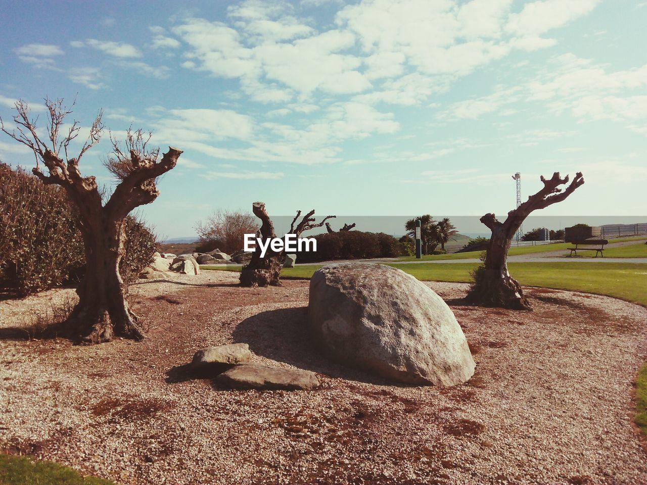 Dead trees and rock against sky