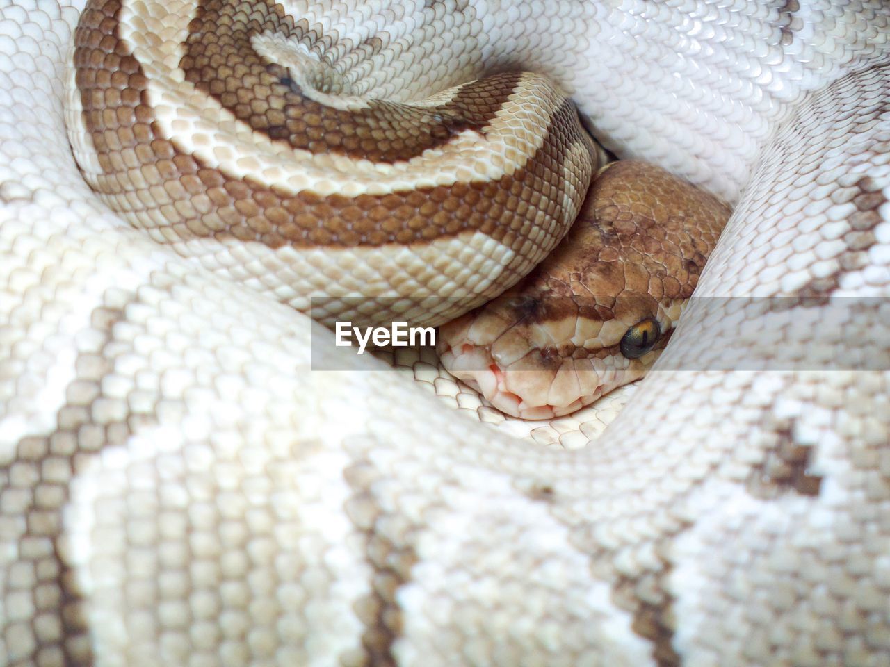 Close-up of snake