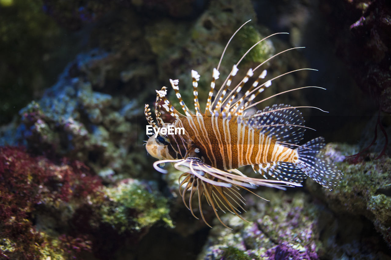 Close-up of fish swimming in sea