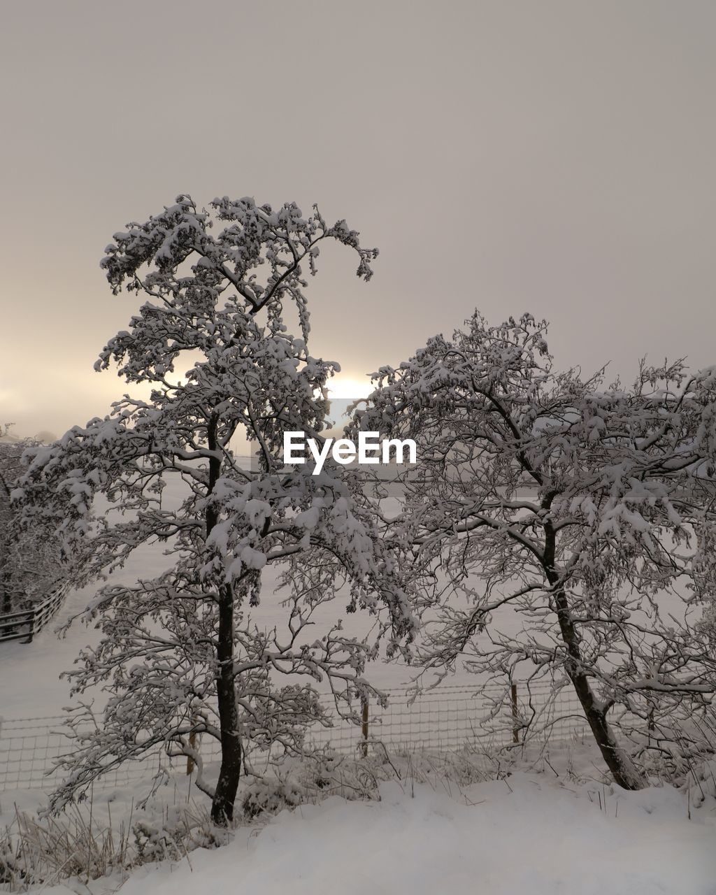 SNOW COVERED PLANTS ON FIELD AGAINST SKY