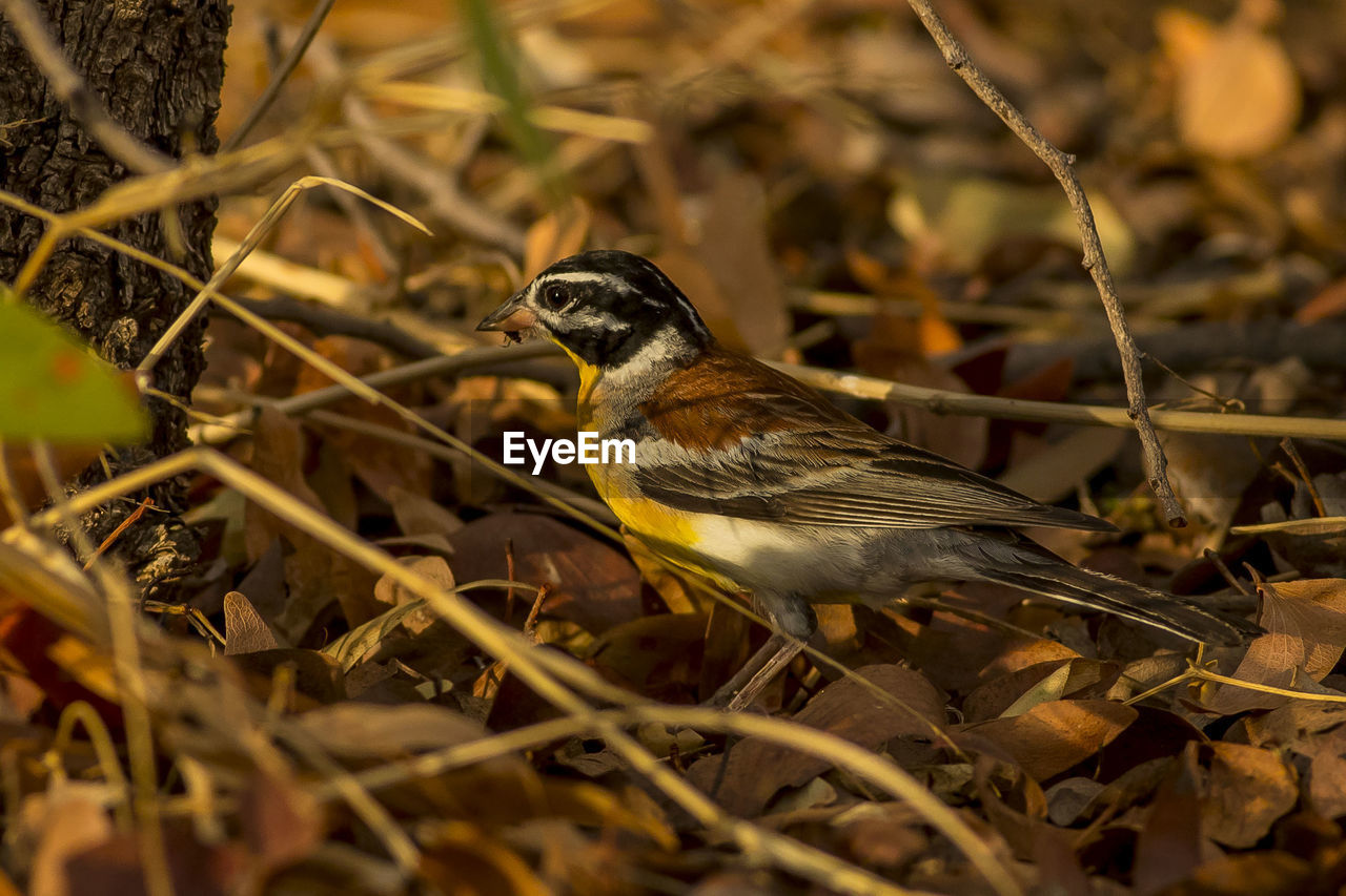 Close-up of bird perching on twig