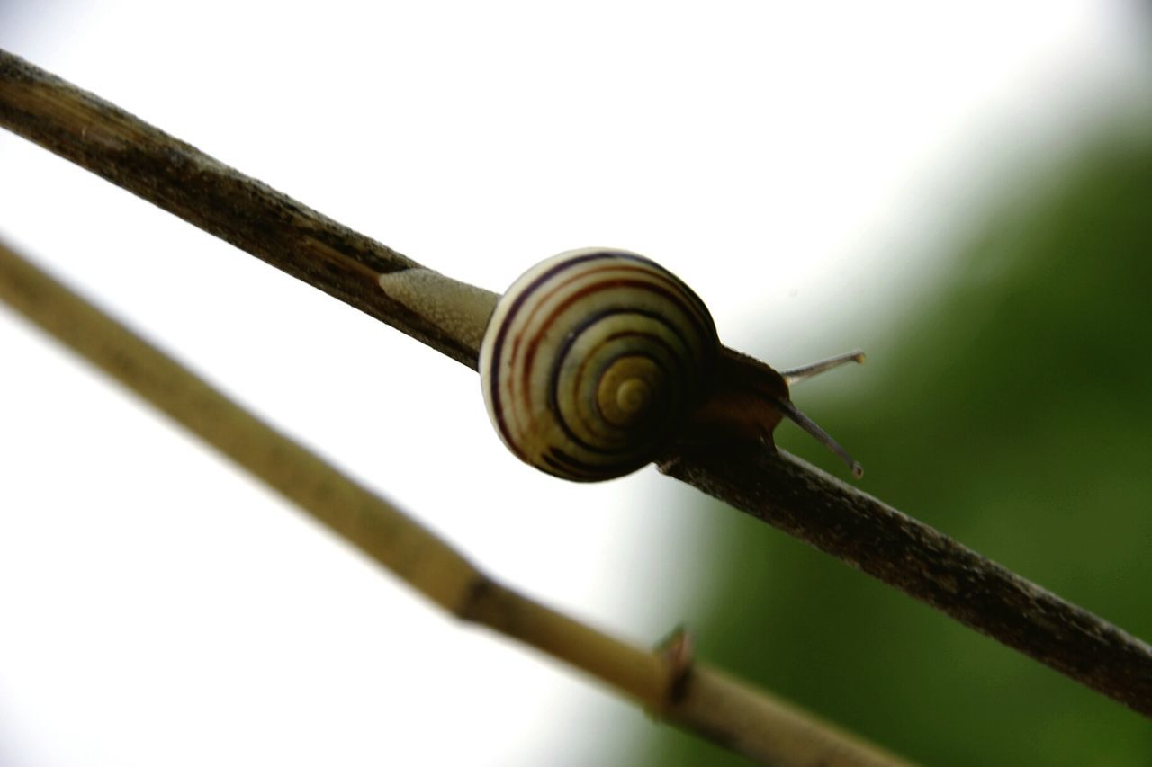 LOW ANGLE VIEW OF SNAIL ON TREE