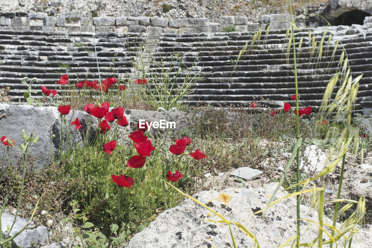 CLOSE-UP OF RED FLOWERING PLANTS ON WALL