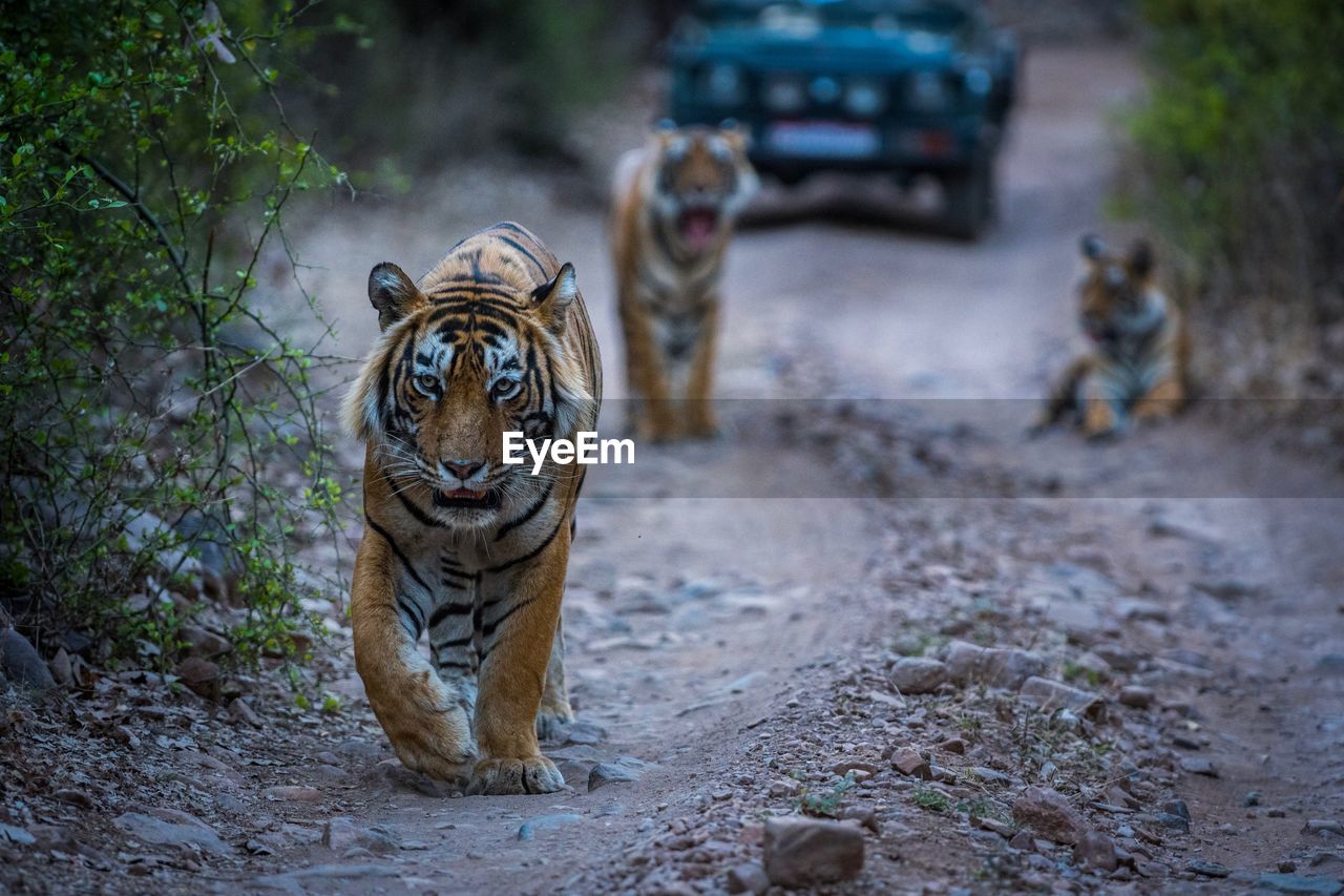 Portrait of tiger walking on dirt road in forest