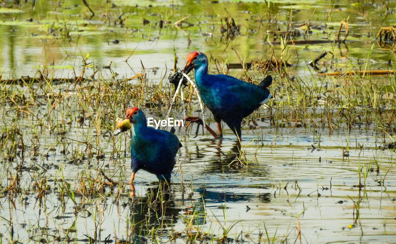 PEACOCK IN LAKE