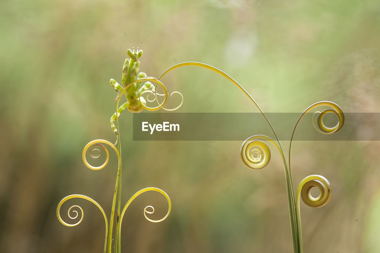 CLOSE-UP OF SPIRAL STEM