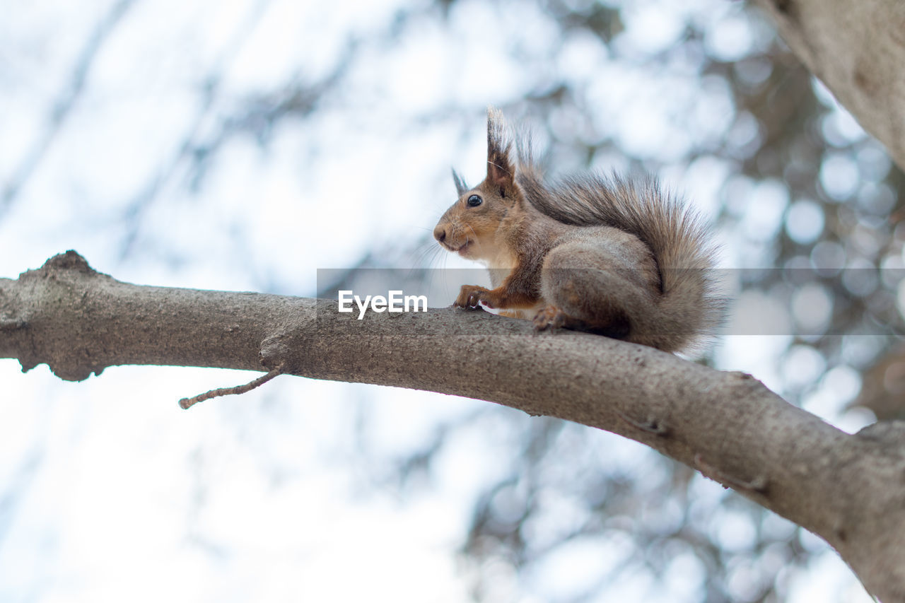 Low angle view of squirrel on tree