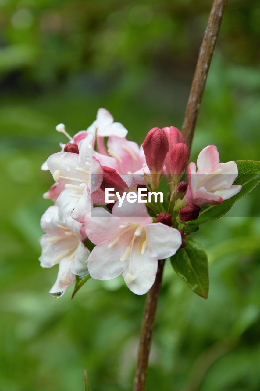 Close-up of pink flowering plant