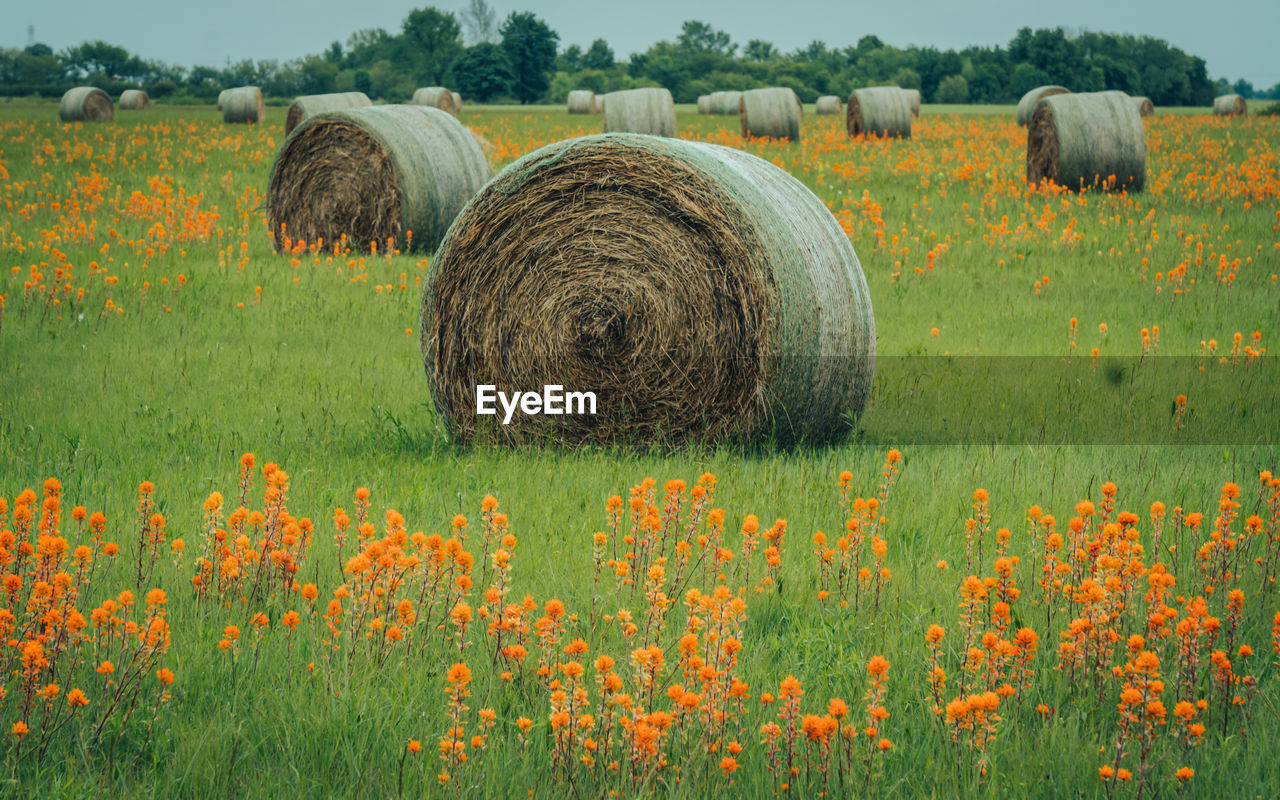 Hay bales on field