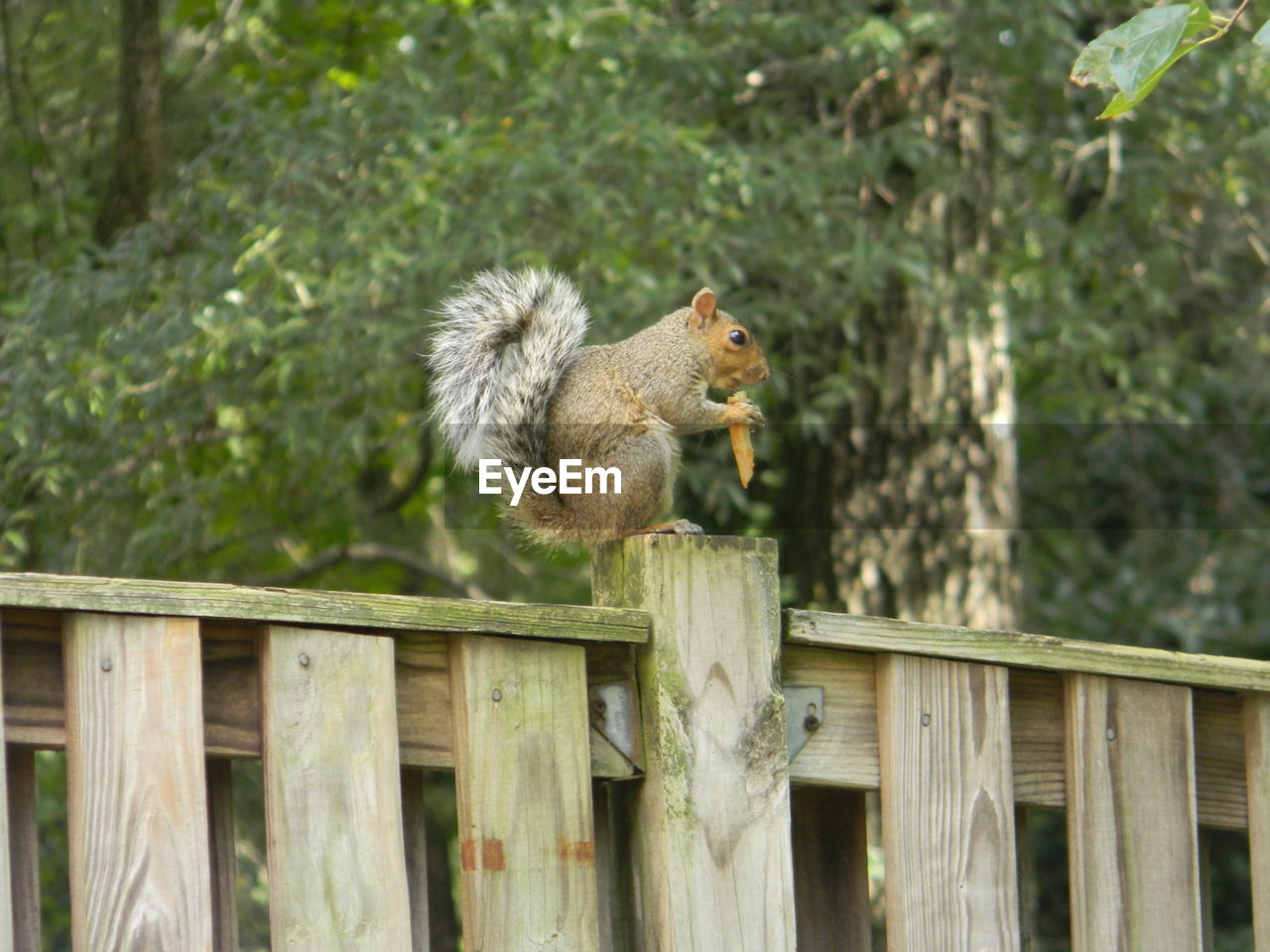 Squirrel eating on wooden railing