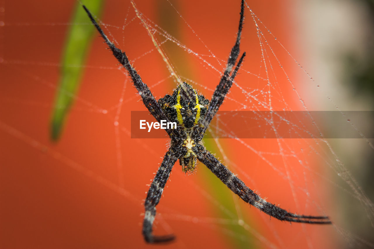 Close-up of spider on web