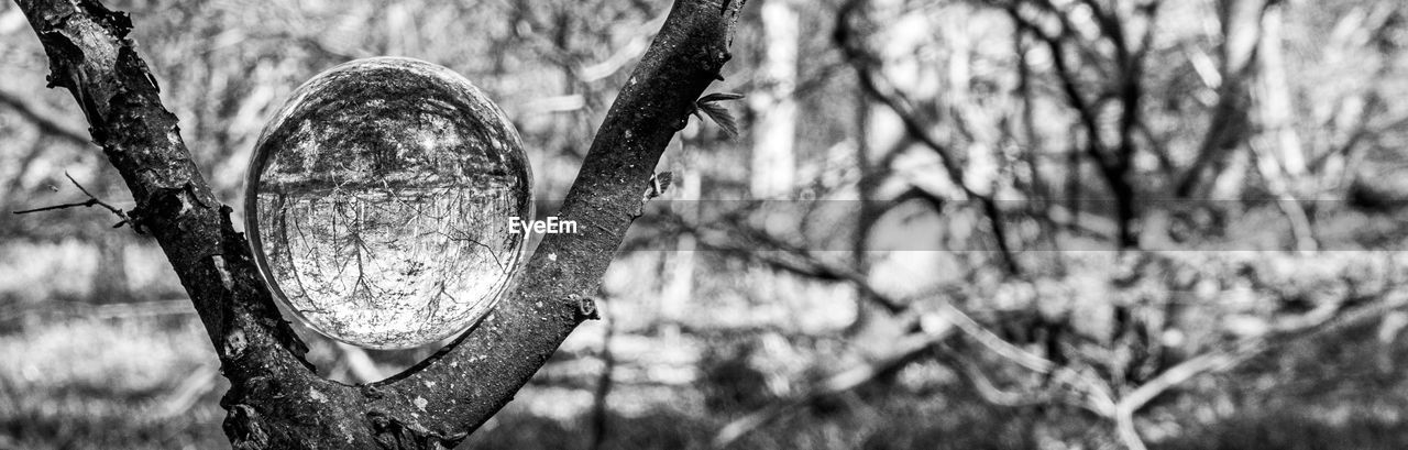 CLOSE-UP OF BARE TREES IN FOREST