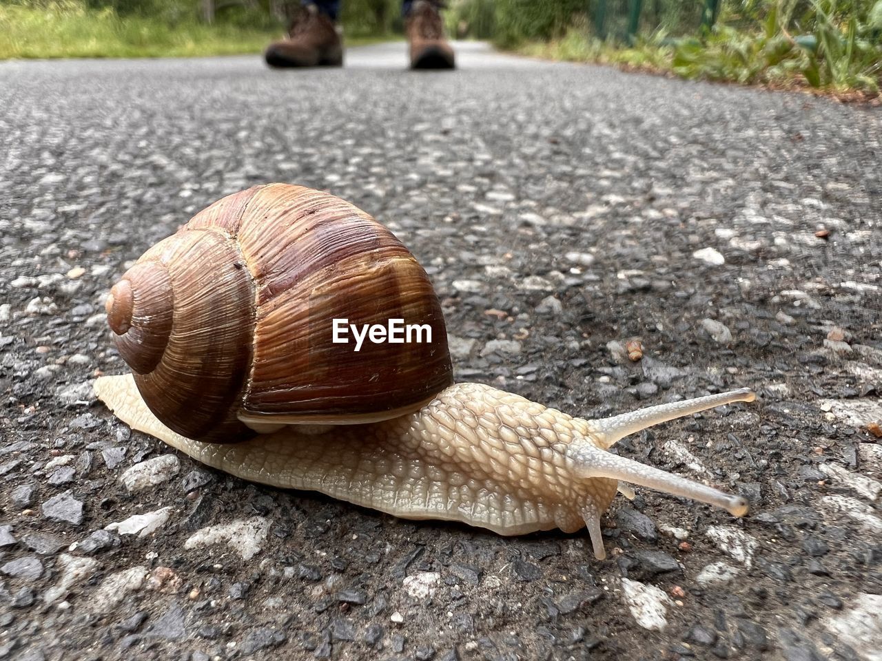 animal, animal themes, animal wildlife, snail, mollusk, shell, gastropod, snails and slugs, animal shell, one animal, wildlife, road, close-up, day, nature, boredom, outdoors, street, crawling, focus on foreground, animal antenna, transportation, footpath, no people, city, animal body part, asphalt