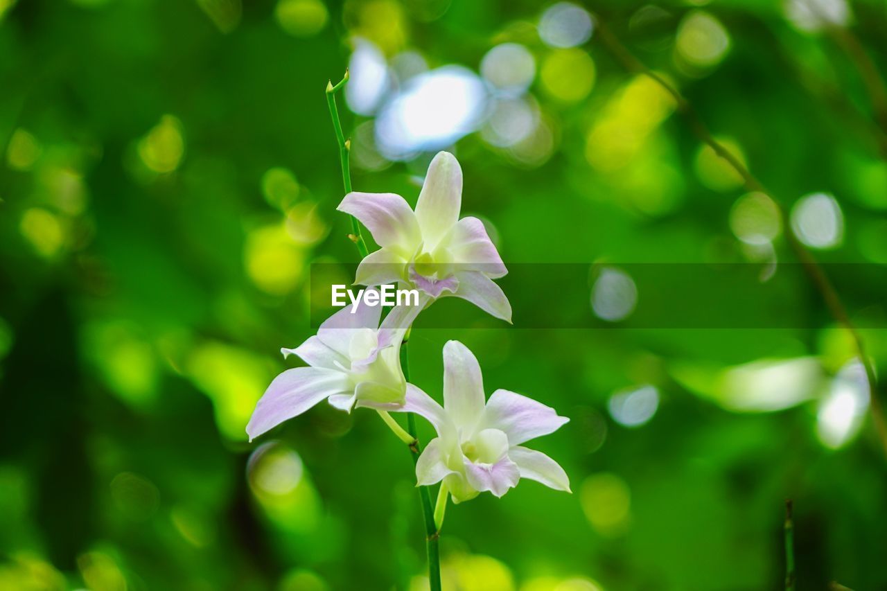 CLOSE-UP OF FLOWER BLOOMING