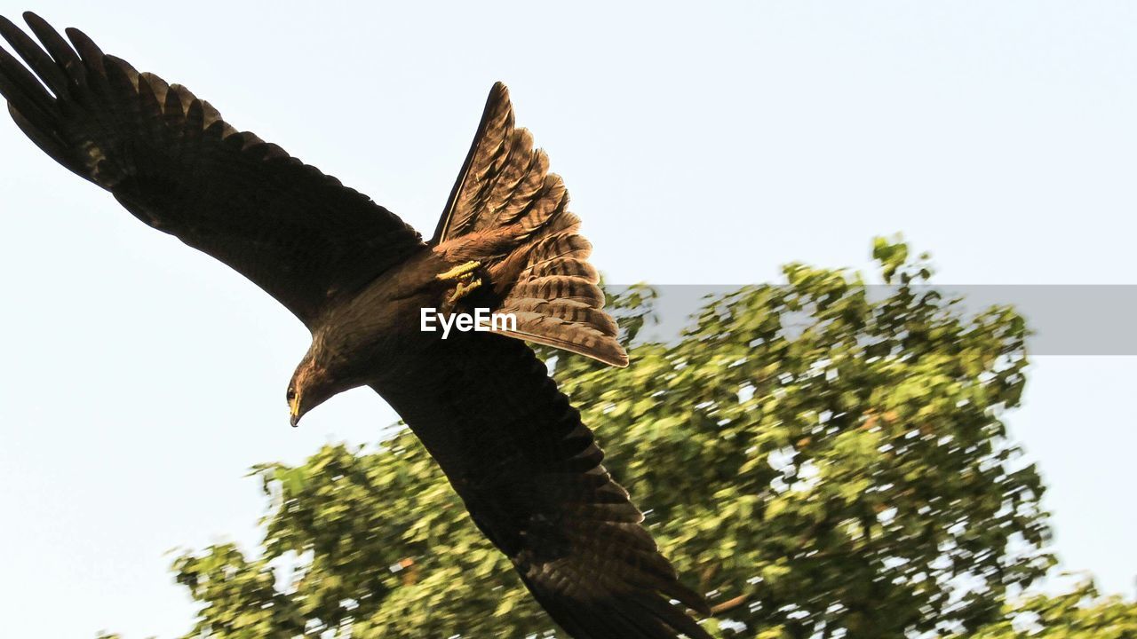 Bird of prey in flight