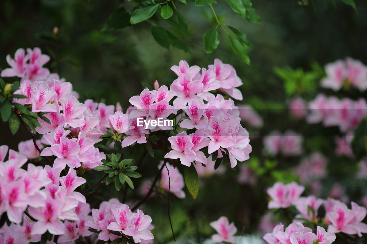 CLOSE-UP OF PINK ROSE FLOWERS