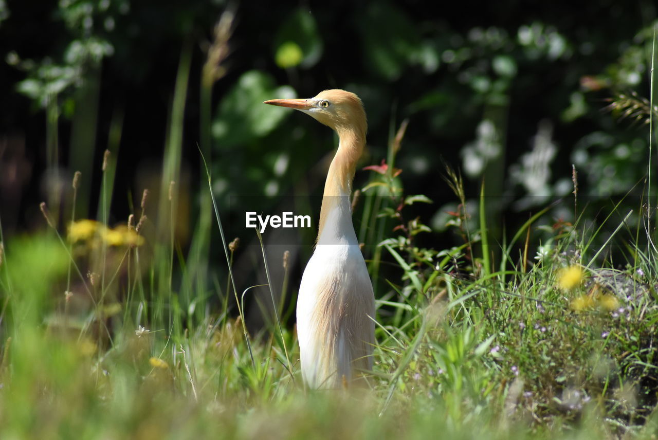 VIEW OF DUCK ON FIELD