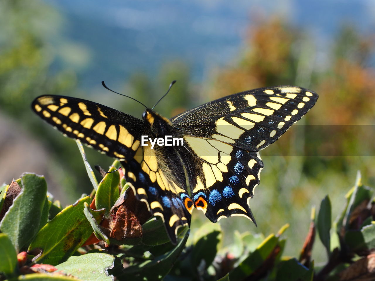 Close-up of anise swallowtail butterfly on plant