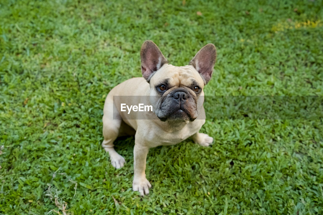 pet, dog, one animal, animal themes, canine, animal, mammal, bulldog, domestic animals, french bulldog, grass, lap dog, toy bulldog, plant, carnivore, green, nature, portrait, no people, day, purebred dog, young animal, looking at camera, outdoors