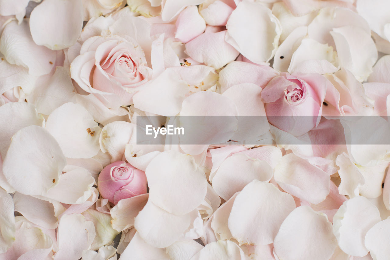 full frame shot of white roses