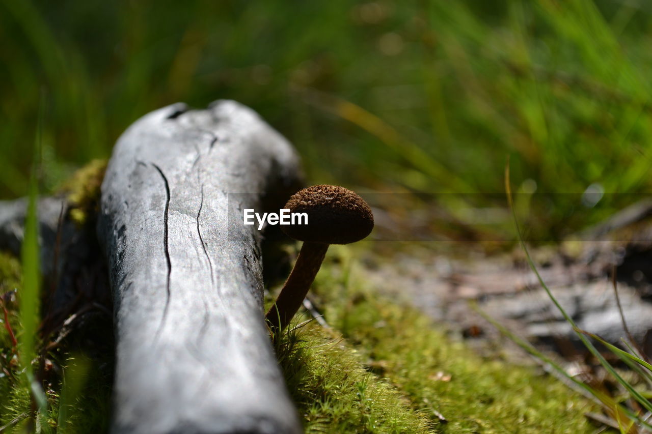 CLOSE-UP OF MUSHROOM ON FIELD