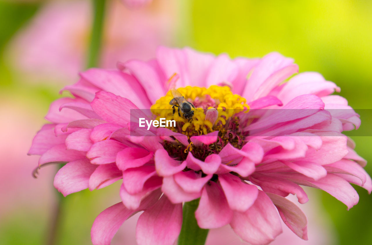 Close-up of honey bee on pink flower