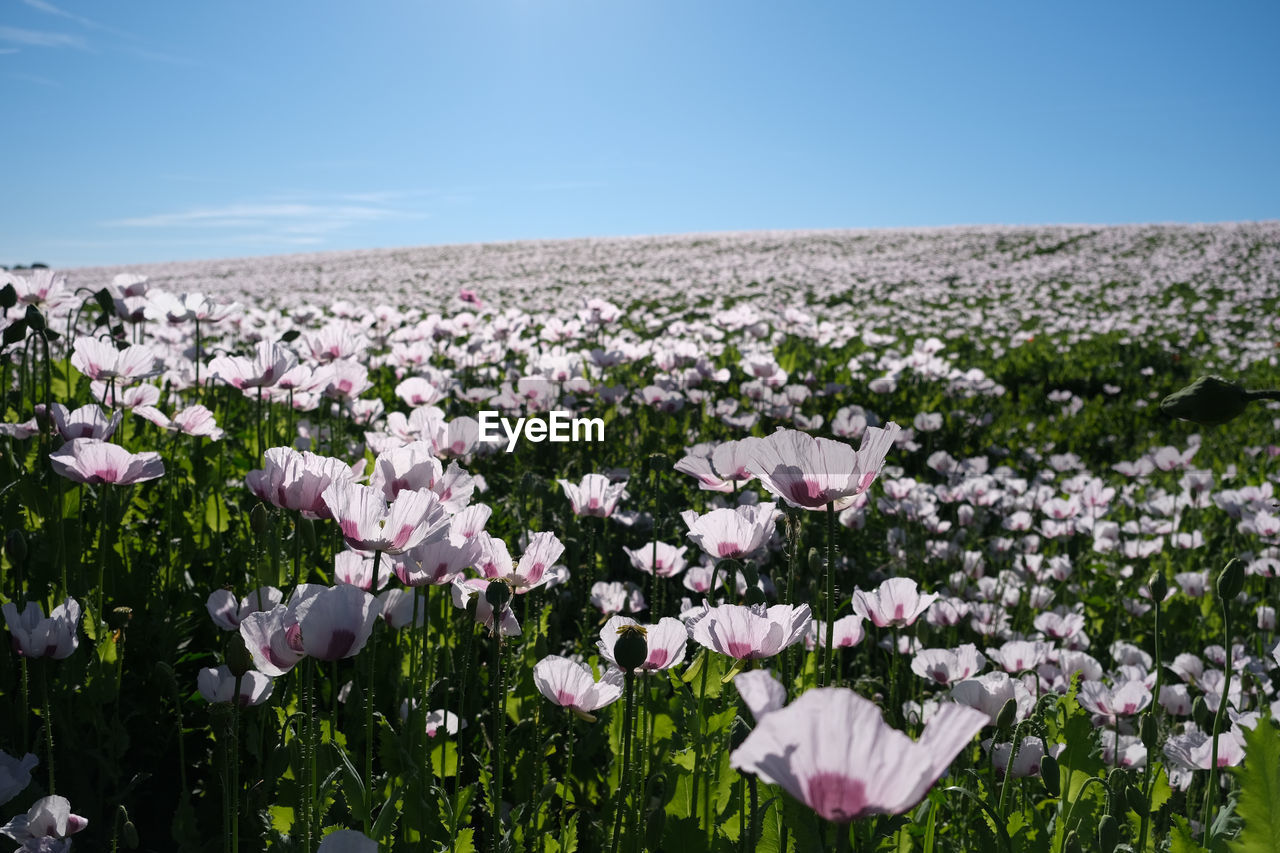 Close-up of pink flowering plants on field against sky
