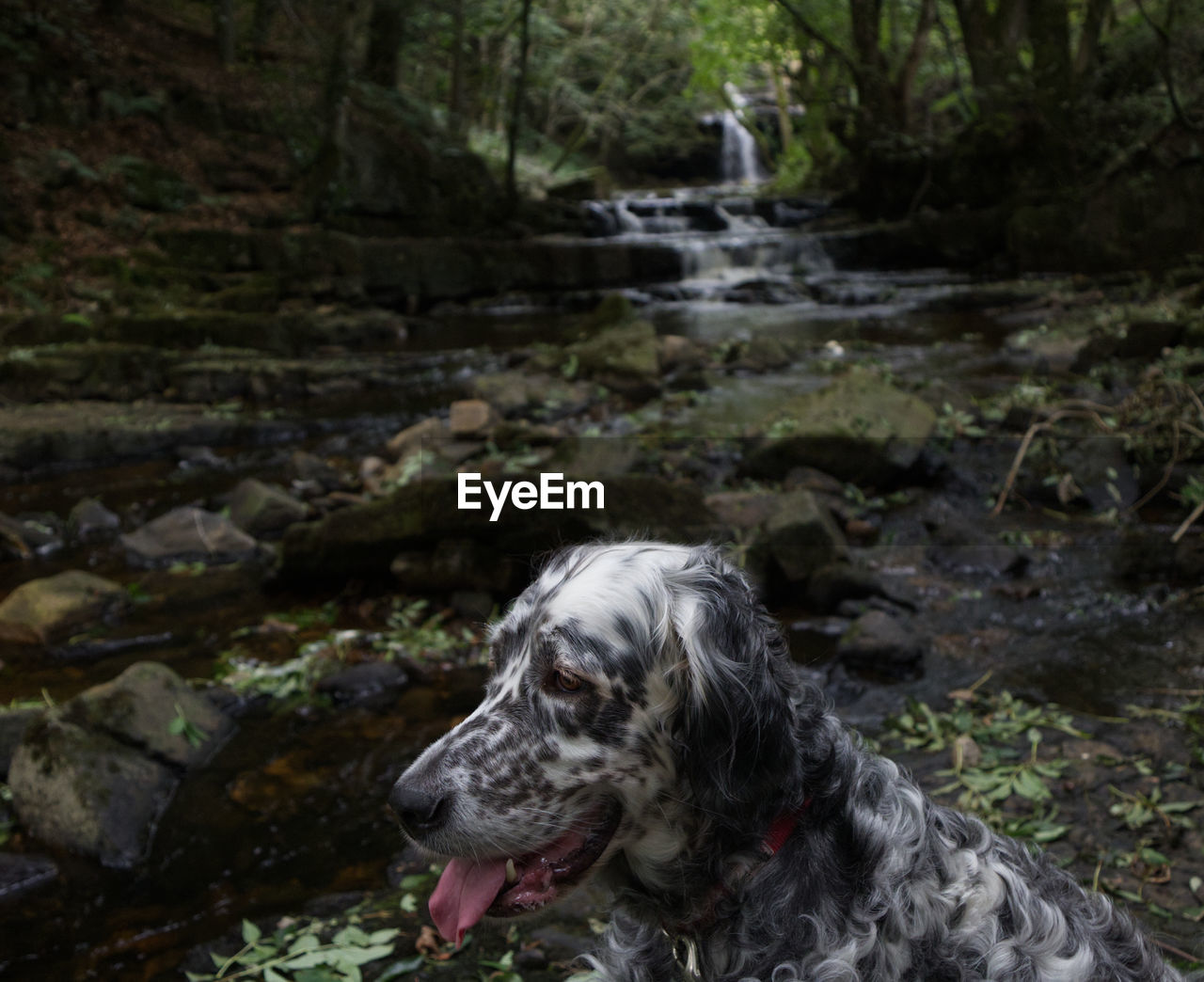 Dog looking at waterfall