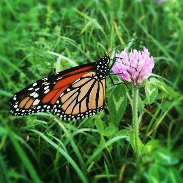 CLOSE-UP OF BUTTERFLY POLLINATING ON FLOWER