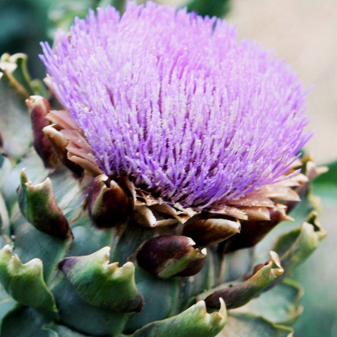 CLOSE-UP OF PURPLE THISTLE