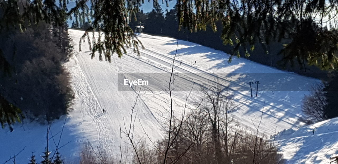 PANORAMIC VIEW OF PINE TREES ON SNOWCAPPED MOUNTAIN