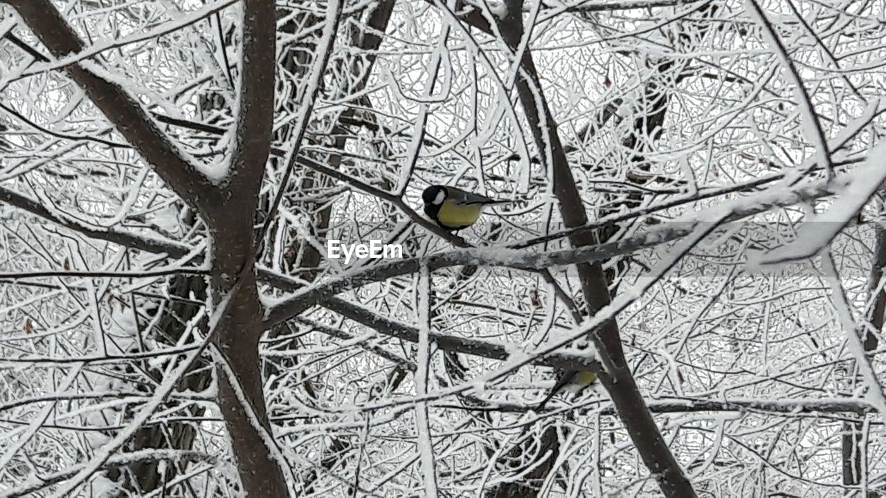 BIRD PERCHING ON BARE TREE