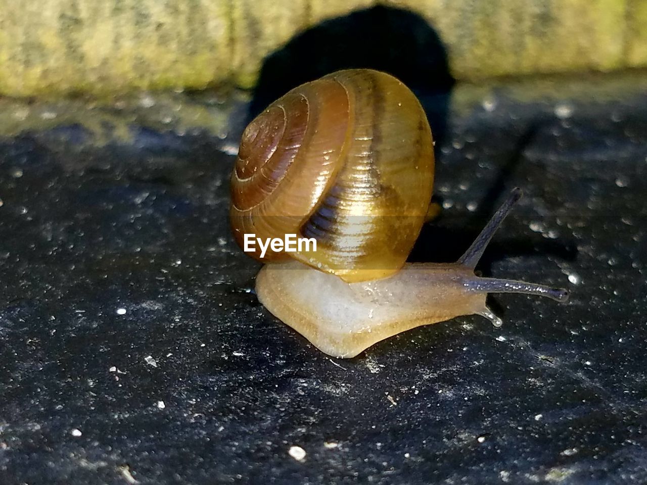 CLOSE-UP OF SNAIL SHELL