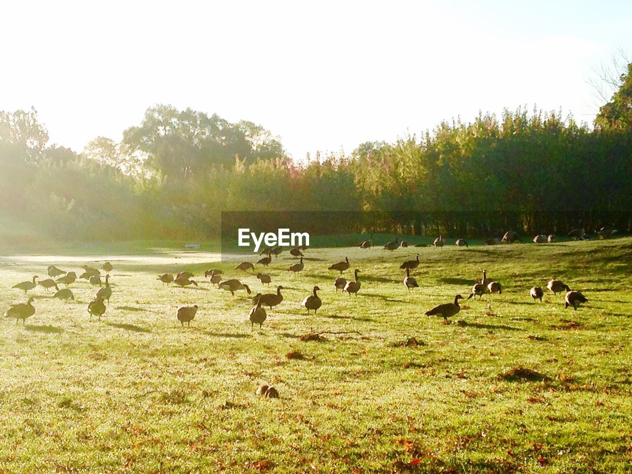 SHEEP ON FIELD BY LAKE AGAINST CLEAR SKY