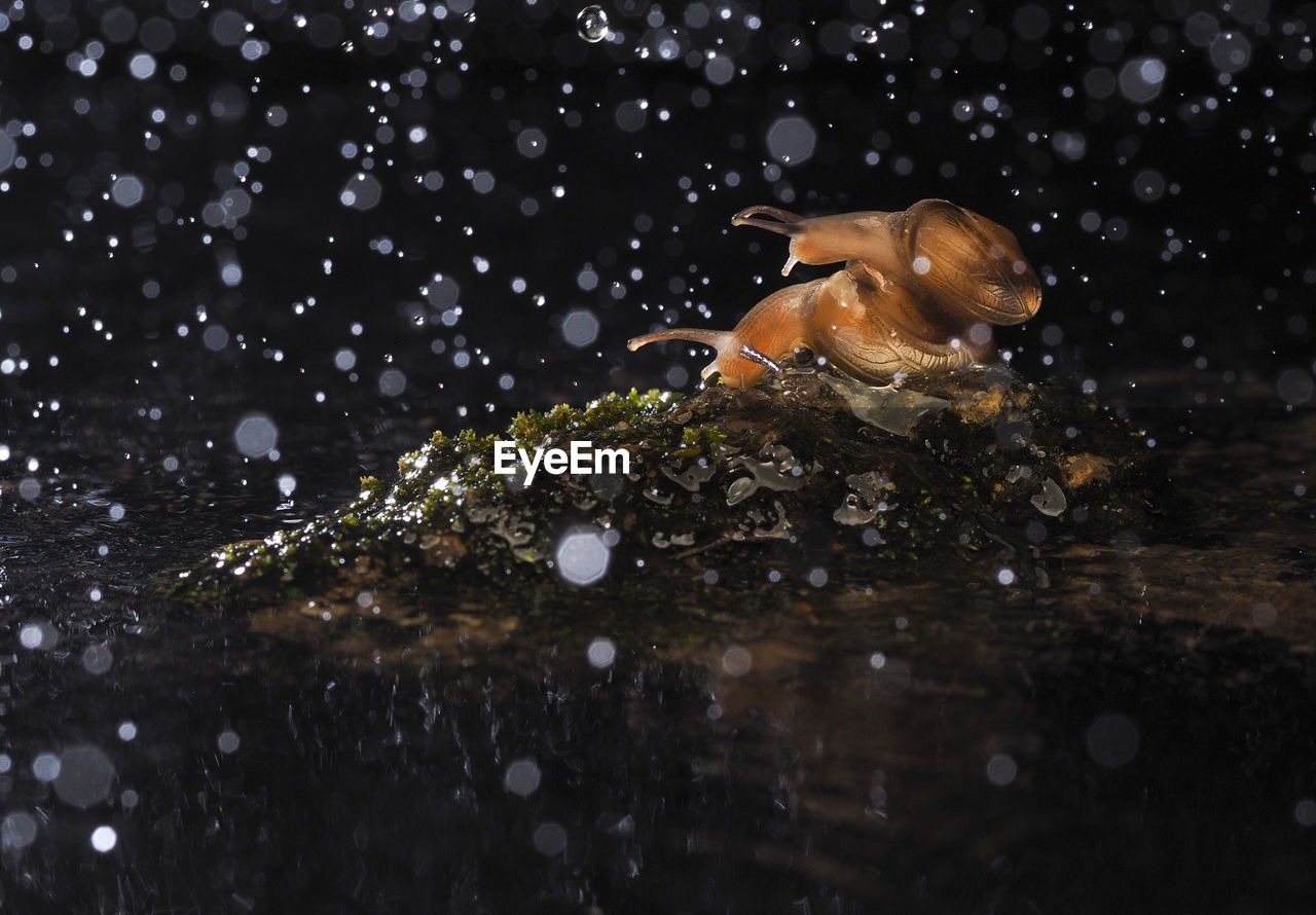 Close-up of rain snail